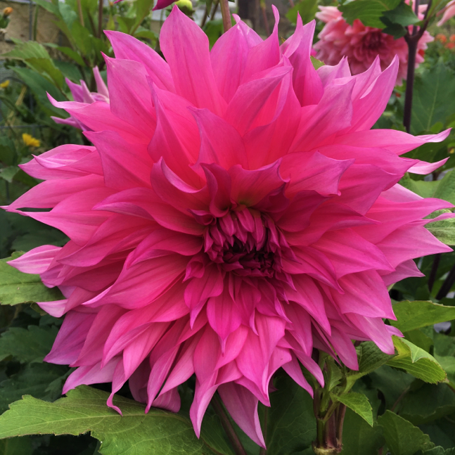 cafe au lait rose (2).jpg